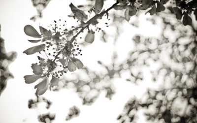 白黒桜2