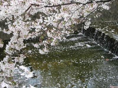 水と桜