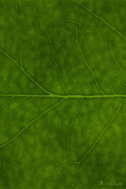 leaf